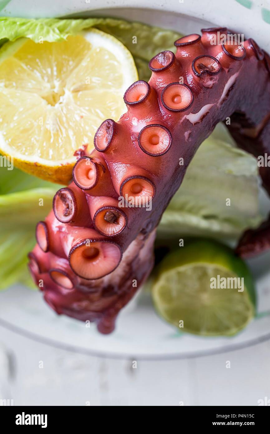 Un tentacolo di polipo (close-up) Foto Stock