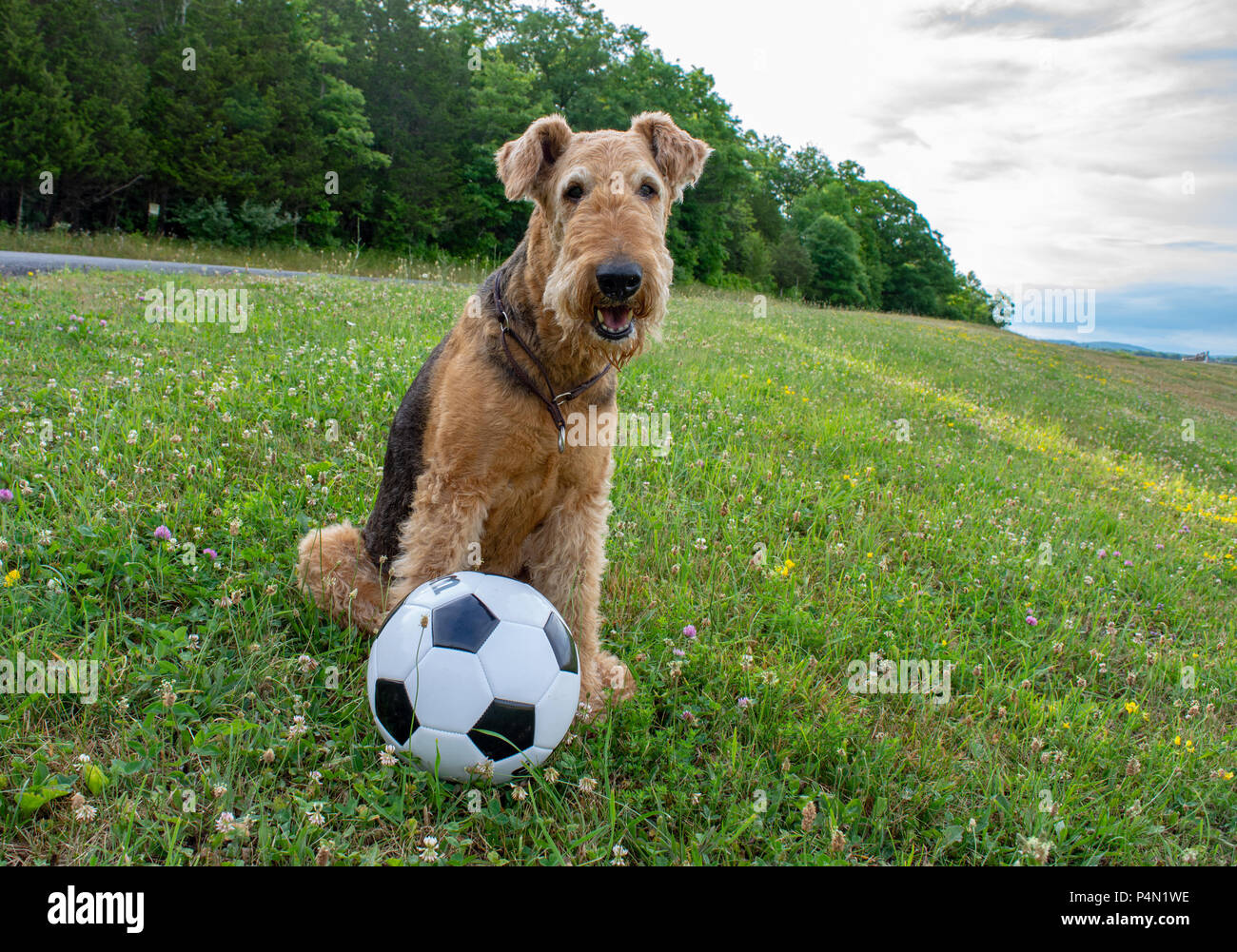Airedale Terrier pronto per giocare a calcio Foto Stock