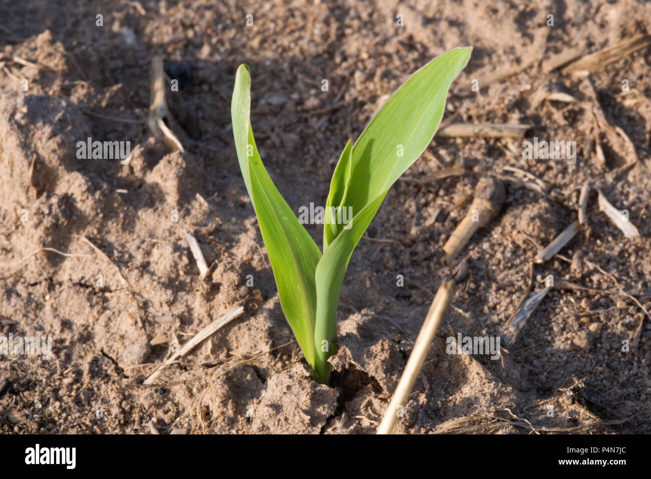 Un giovane pianta di mais in un campo Foto Stock