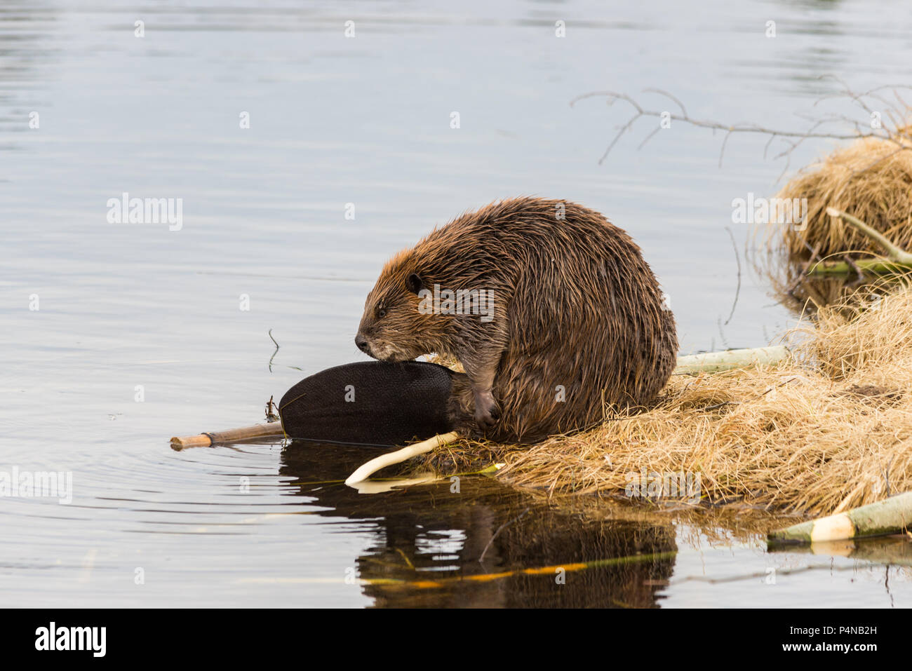 Un grande castoro toelettatura stessa sul bordo erboso di stagno con la sua bella grande coda mostra Foto Stock