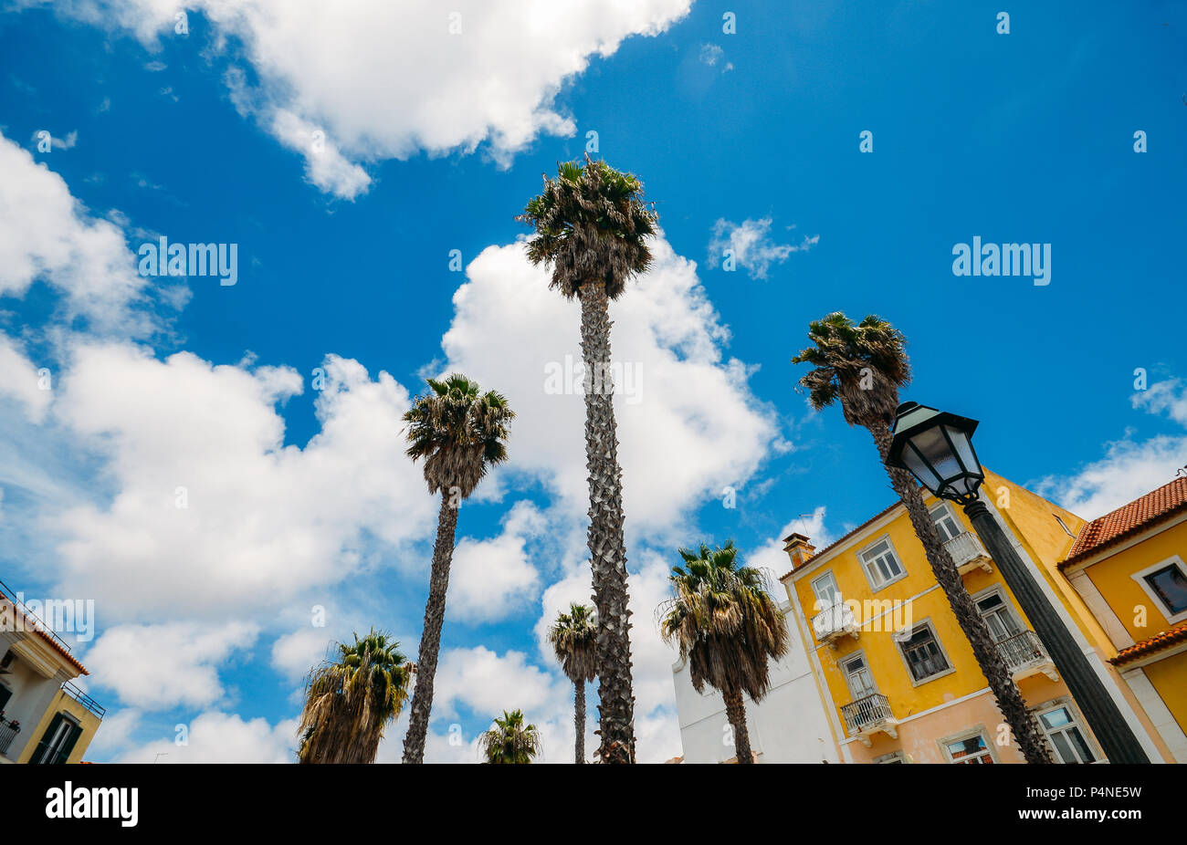 Ultra wide angle cercando sotto le fronde di Cocos nucifera palma da cocco sul cielo azzurro sfondo, catturato in Cascais, Portogallo Foto Stock