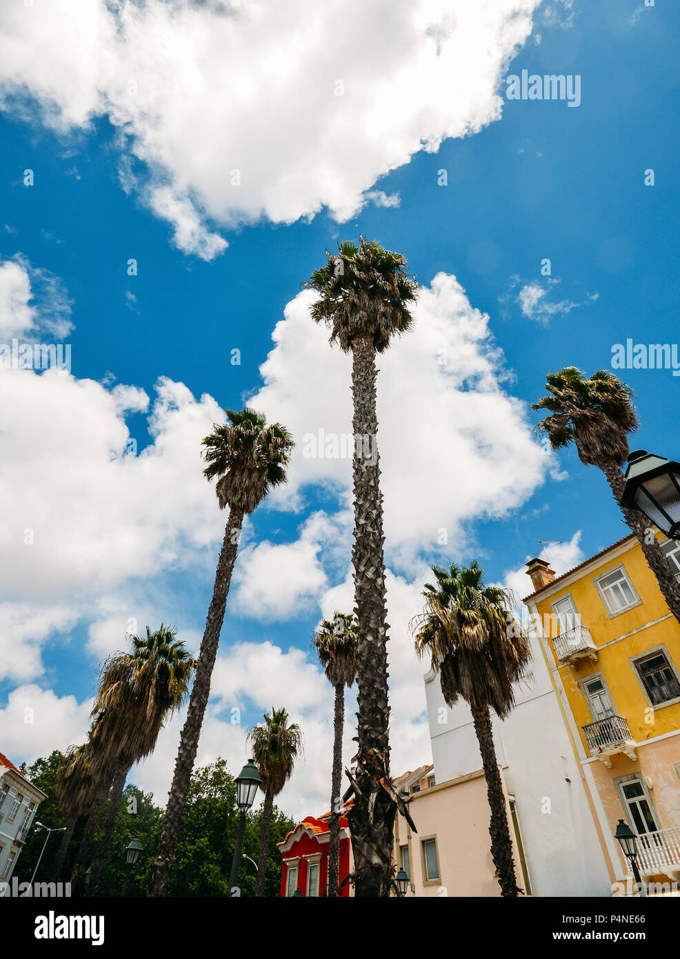Ultra wide angle cercando sotto le fronde di Cocos nucifera palma da cocco sul cielo azzurro sfondo, catturato in Cascais, Portogallo Foto Stock