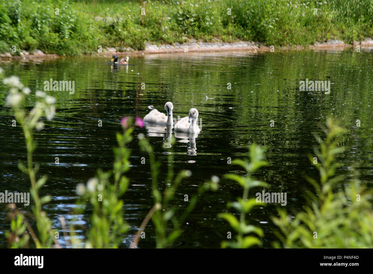 Little Swan pulcini alla ricerca di cibo Foto Stock