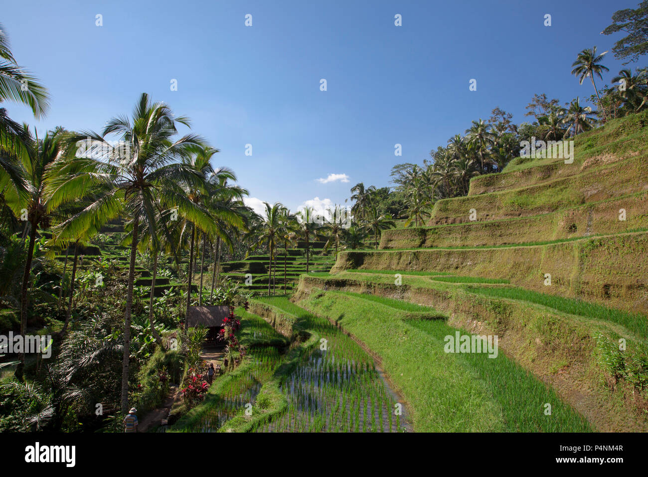 Vista aerea del riso Tegalalang Terrazza in Ubud, Bali, Indonesia Foto Stock