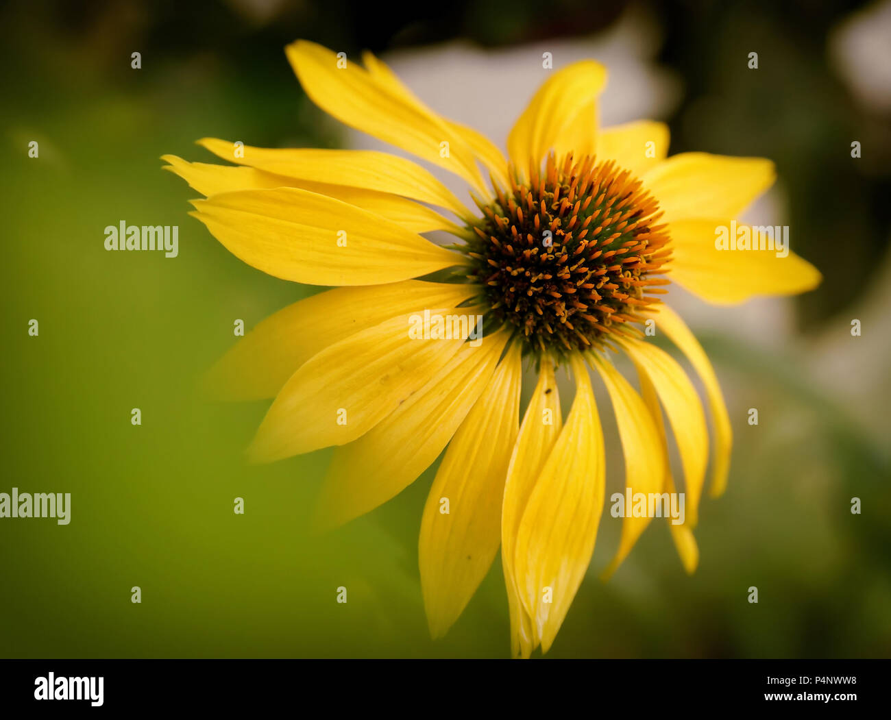 Drammatica sopra la parte superiore la saturazione del colore di una fioritura di echinacea o purple coneflower, bel mix di neon verde, giallo e molto luminoso di colore arancione. Foto Stock