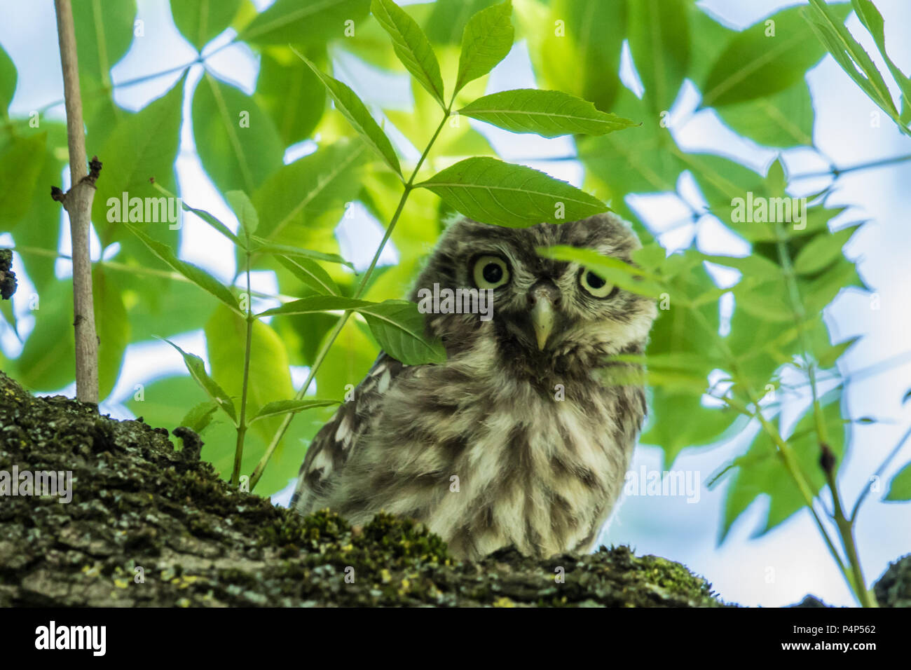 Londra, UK. 23 Giugno, 2018. Un adulto piccolo gufo siede guardando verso il basso a partire da un albero in Peckham Rye Common, Londra. David Rowe/ Alamy Live News. Foto Stock