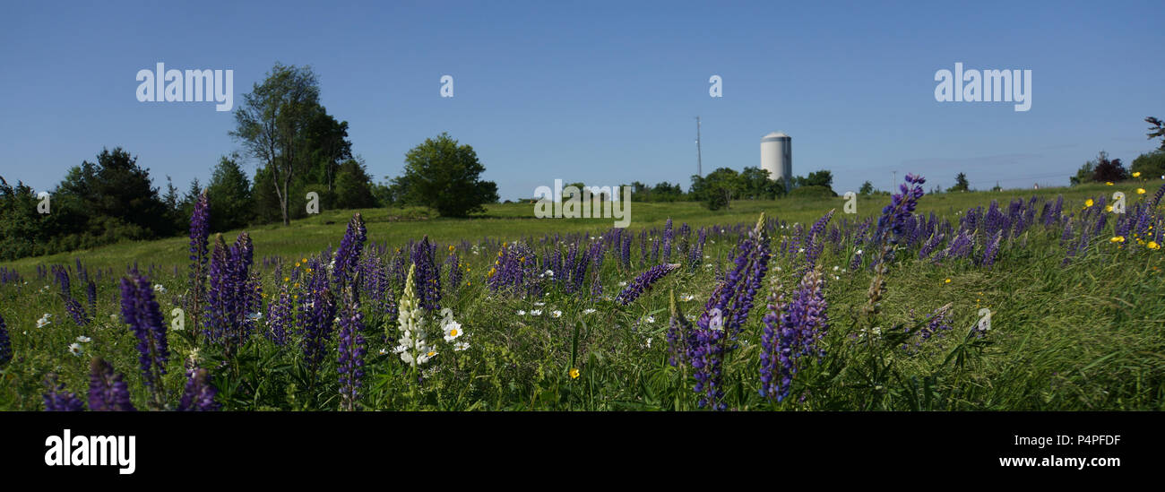 Foto banner di campo del lupino viola e fiori selvatici sulla fattoria rurale con silo e torre cellulare sull'orizzonte Foto Stock