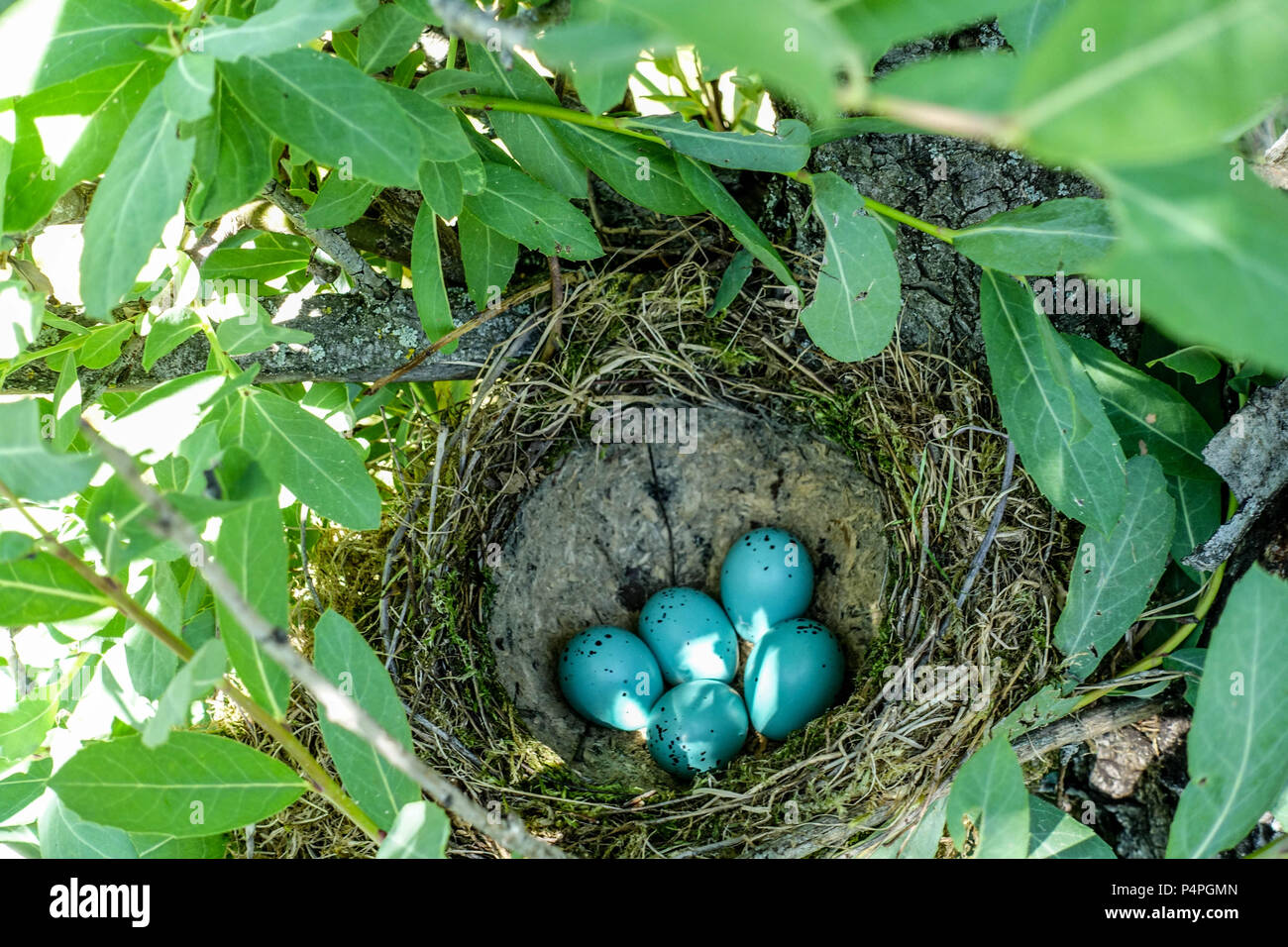 Turdus philomelos uova nel nido, Song Thrush uova nel nido Blue Bird Eggs Nest Shrub Nature Animal Wildlife Spring May Foto Stock
