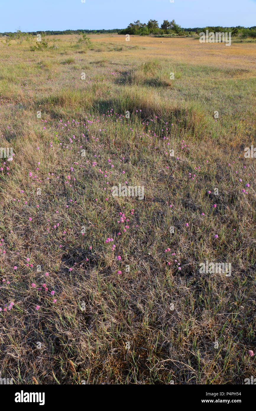 La parsimonia (Armeria maritima) sulle praterie costiere vicino Byrum, Svezia Foto Stock