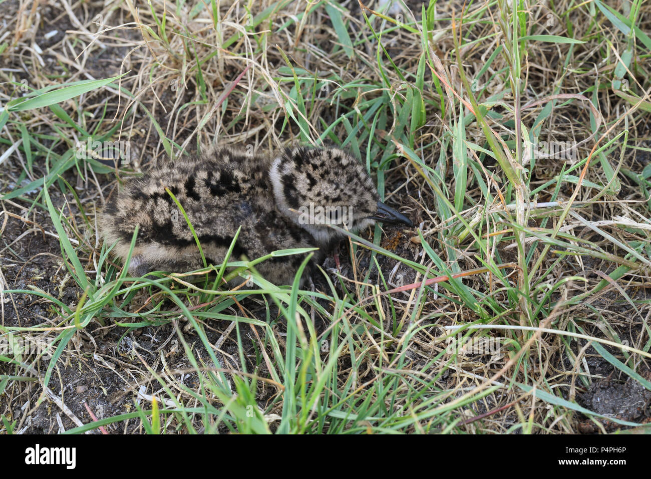 Pulcino di Pavoncella (Vanellus vanellus) Foto Stock