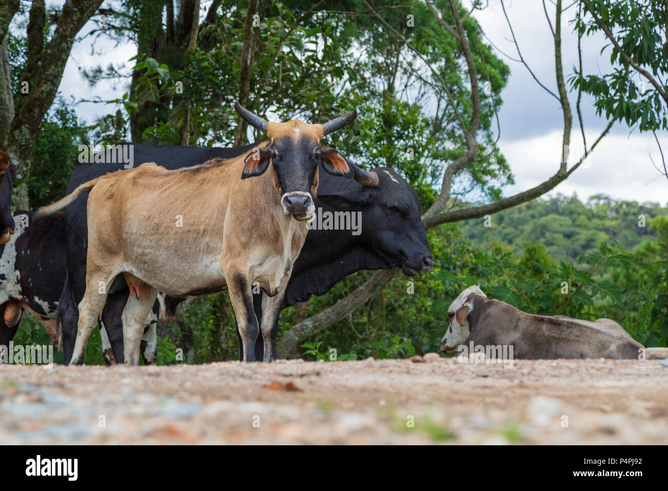 Mandria di mucche di fianco alla strada accanto ad alberi contro il cielo nuvoloso, vicino a Pico do Itapeva, Pindamonhangaba, Sao Paulo, Brasile Foto Stock