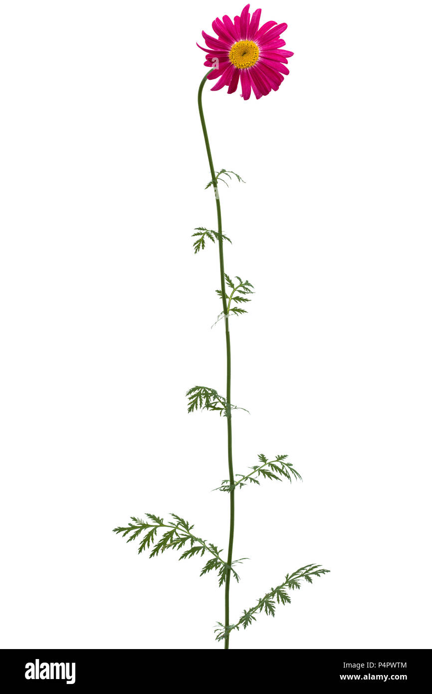 Fiore di piretro, isolato su sfondo bianco Foto Stock