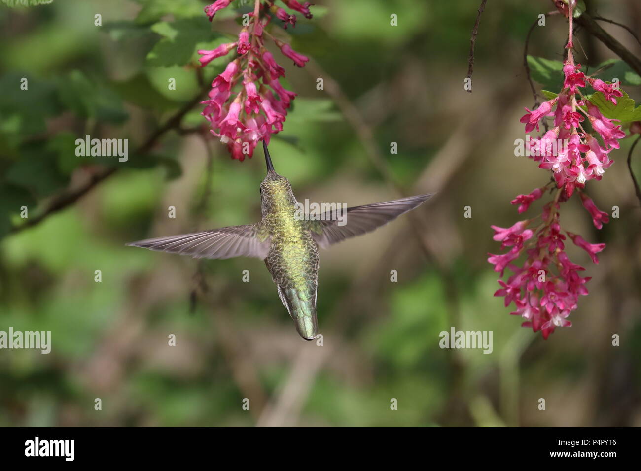 Femmina di Anna Hummingbird alimentazione su rosso Ribes fioritura Foto Stock