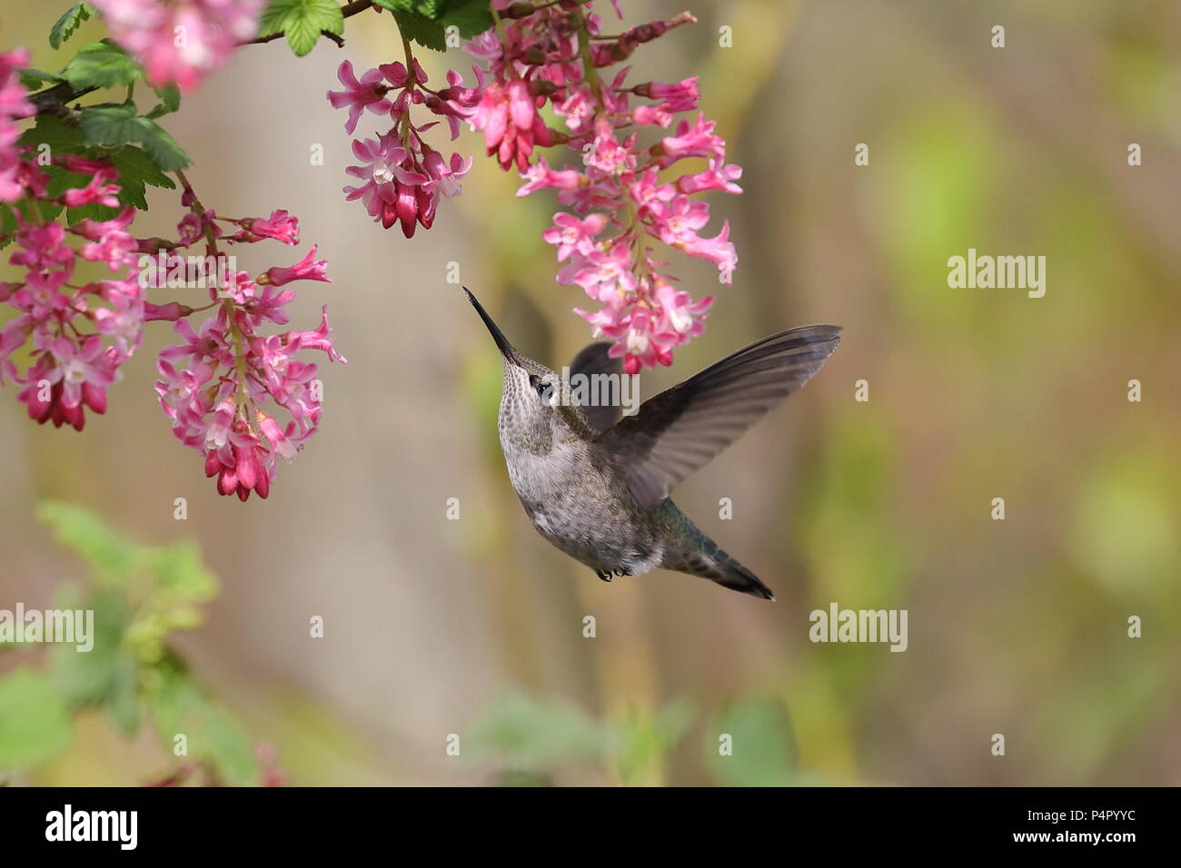 Femmina di Anna Hummingbird alimentazione su rosso Ribes fioritura Foto Stock