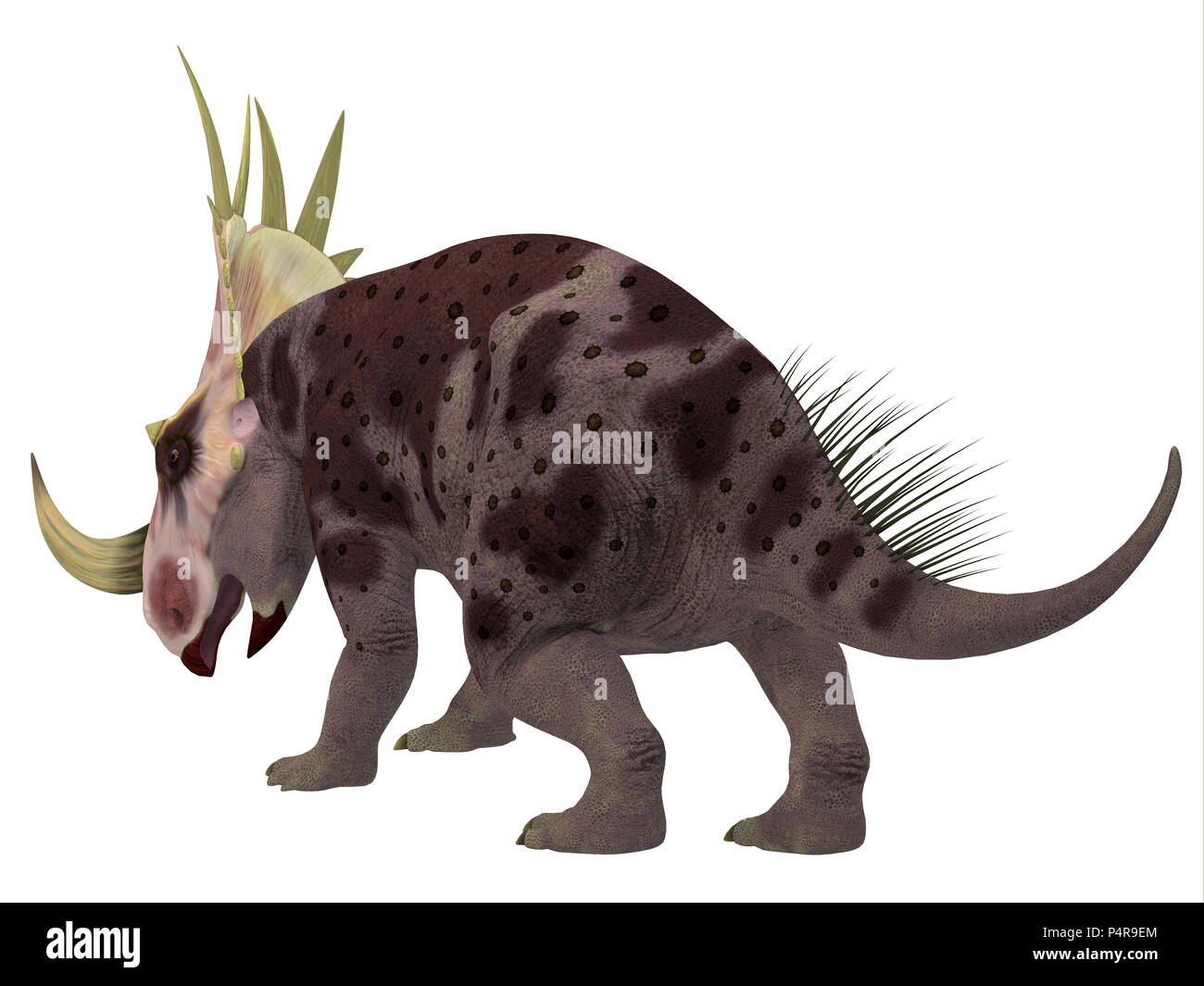 Dinosauro Rubeosaurus Coda - Rubeosaurus era un erbivoro Ceratopsian dinosaur che ha vissuto in Nord America durante il Cretacico. Foto Stock