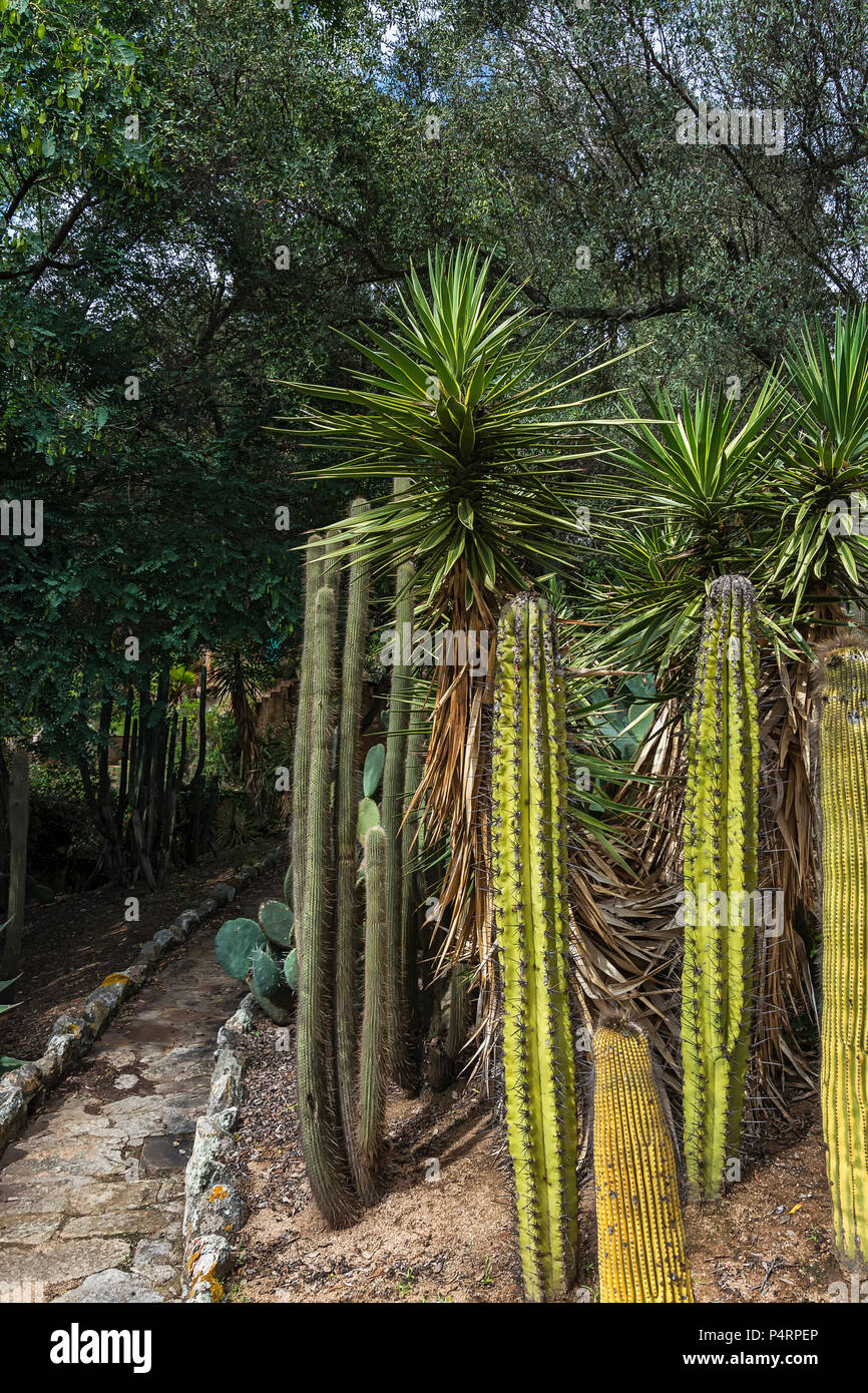 Alta cactus e cactus con ampie foglie insieme con alberi di palma cresce circondato dall'universo di alberi Foto Stock