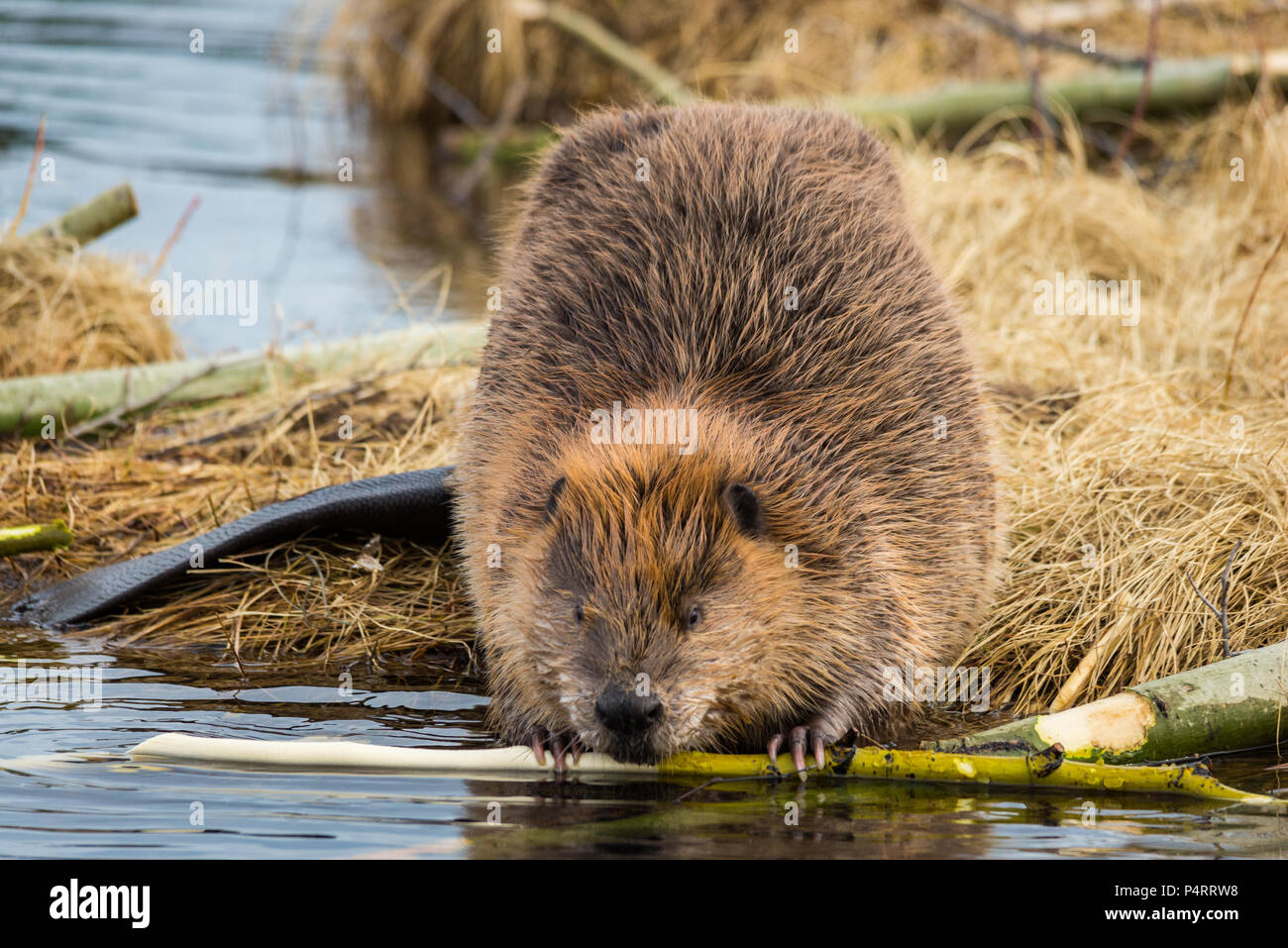 Una grande coppia beaver chewing sui rami popolare sul bordo stagni Foto Stock