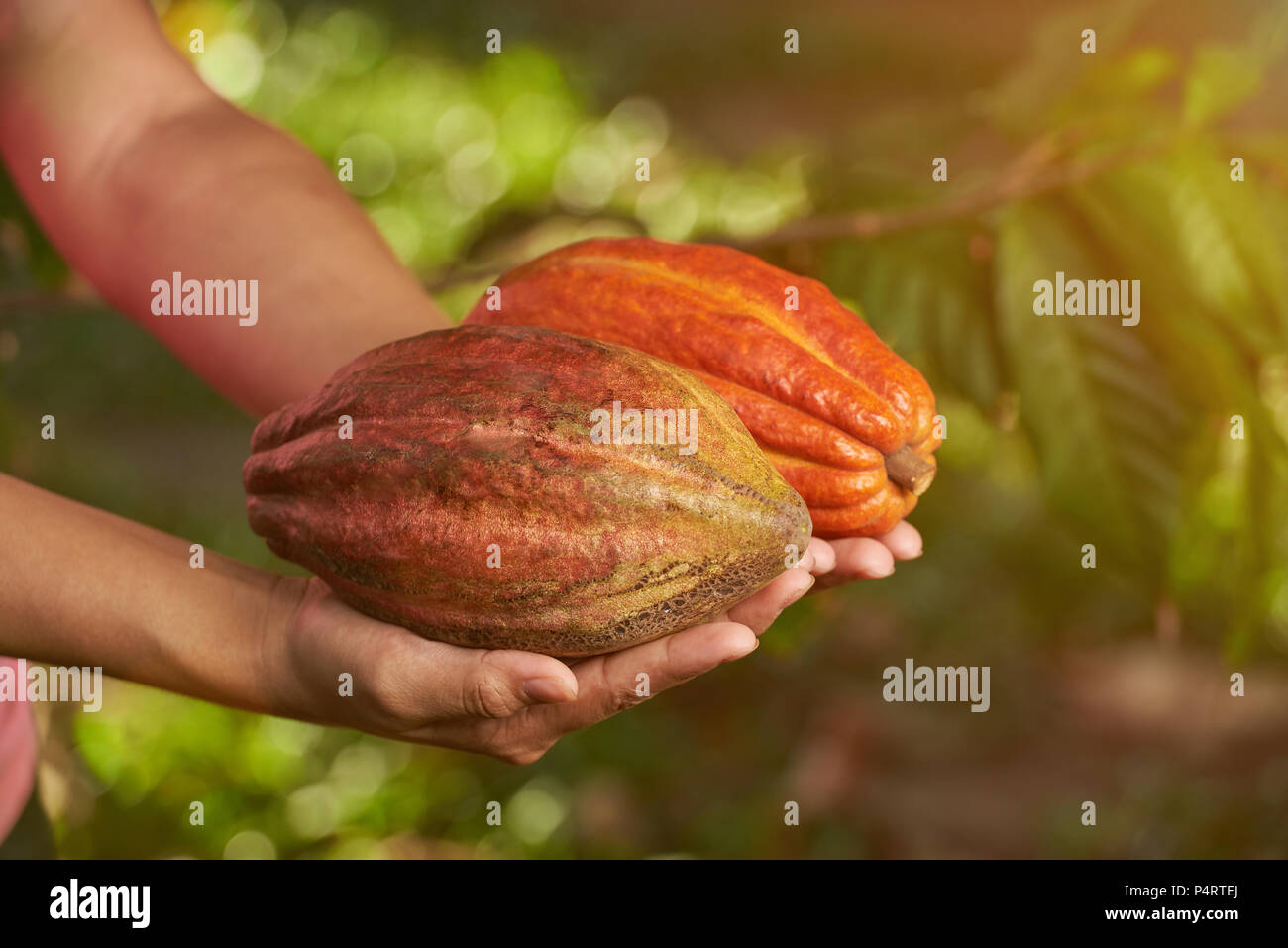 Due coloratissimi cacao Cialde in agricoltore mano su sfocato sfondo naturale Foto Stock