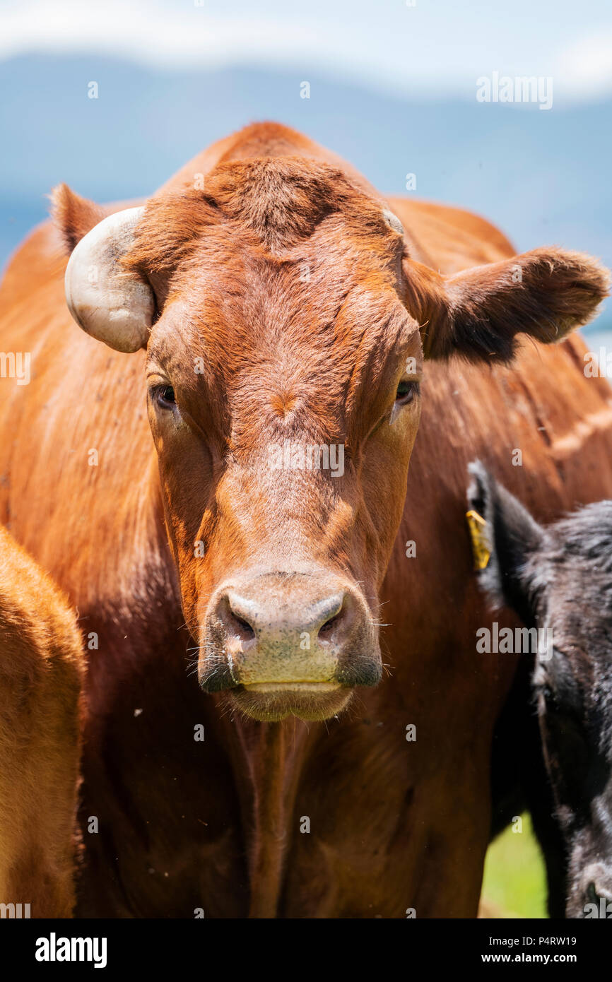 Bovini, ranch pascolo adiacente al piccolo paese di montagna di salida, Colorado, STATI UNITI D'AMERICA Foto Stock