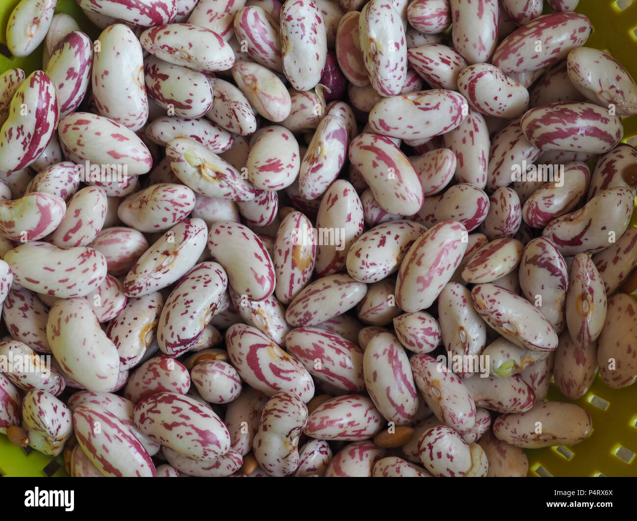 Verdica Phaseolus Vulgaris - Semi Di Fagiolo Saxa Dorato - Maturazione - Foto 5