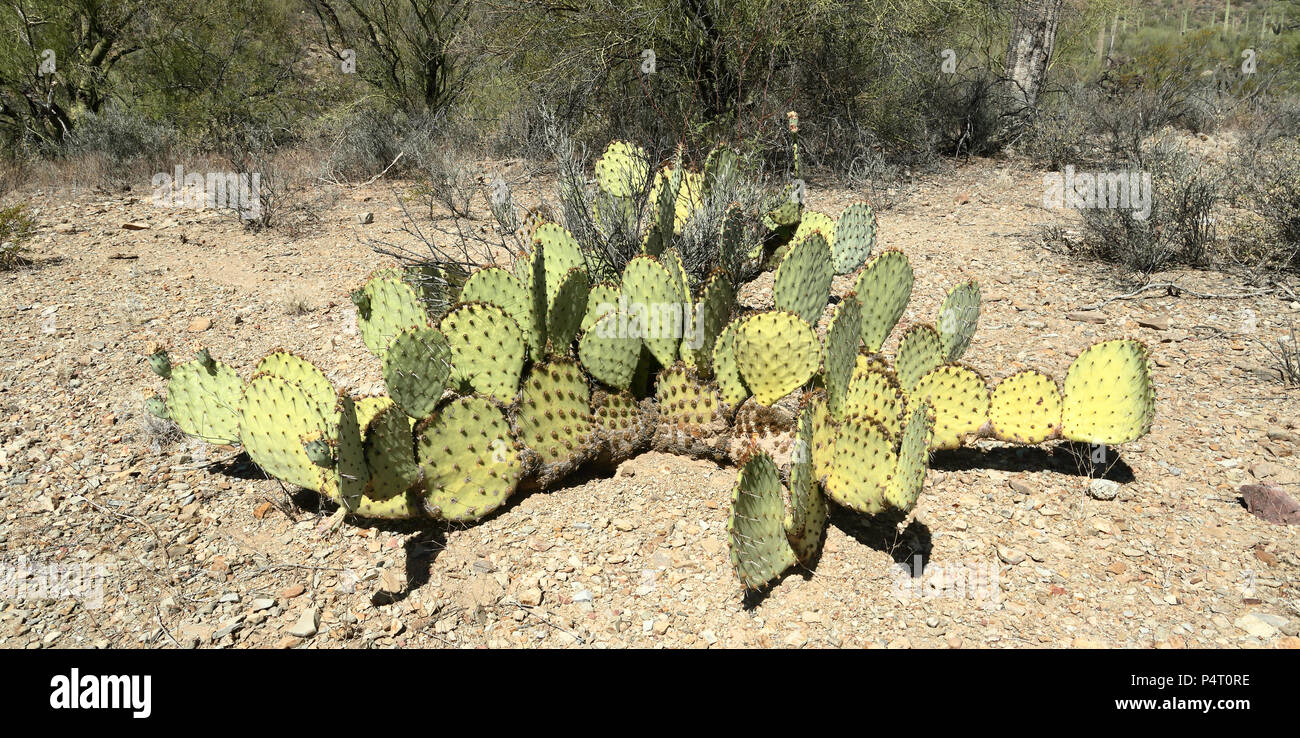 Ficodindia cactus in Arizona meridionale in una giornata di sole Foto Stock