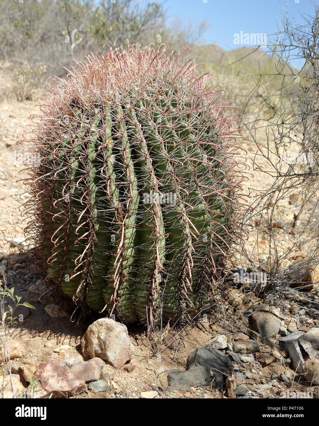 Chiudere la vista di un giovane cactus Saguaro nel sud Arizona Deserto Sonoran in una giornata di sole Foto Stock