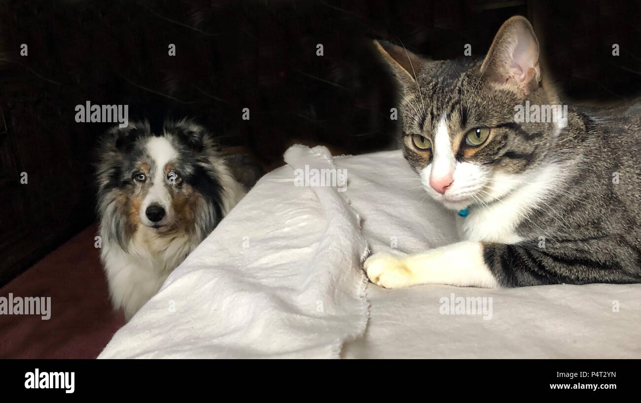 Gli animali domestici di famiglia sul letto, di gatto e di cane. Foto Stock