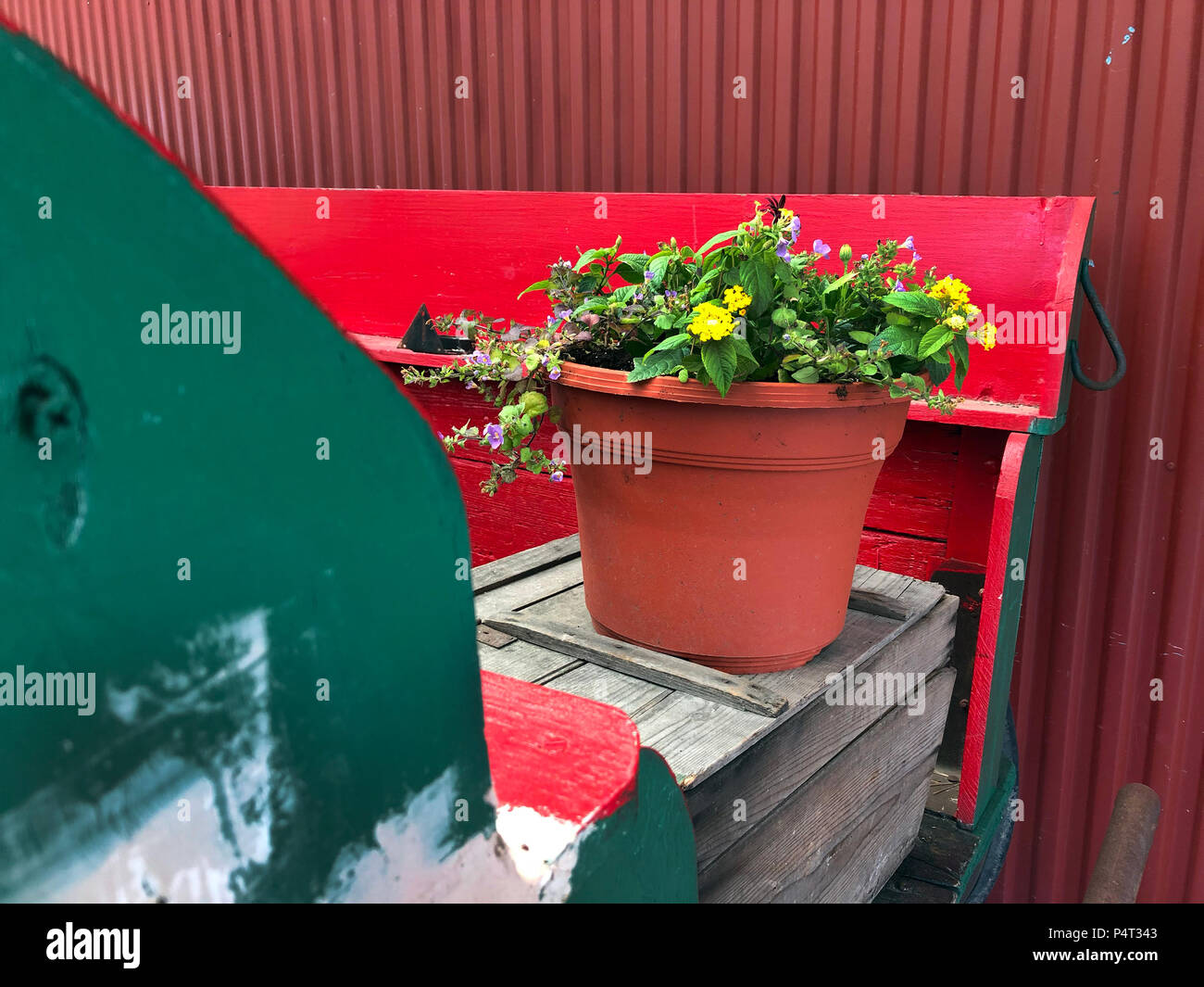 Pianta in vaso in casse di legno. Foto Stock