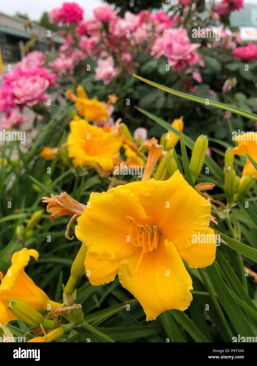 Giardino inglese. Foto Stock