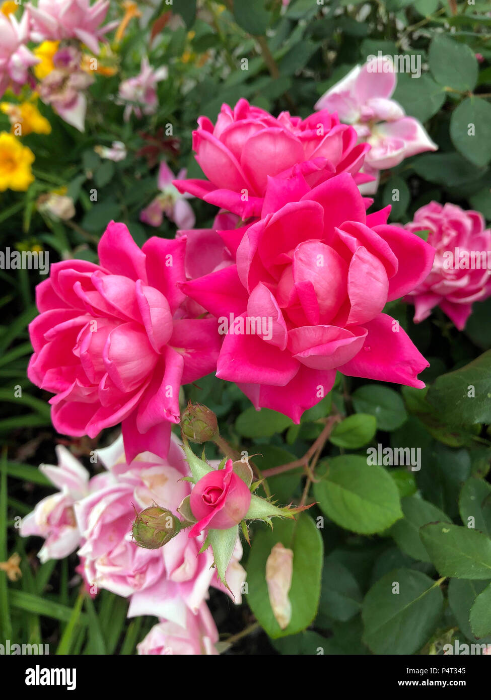 Rose rosse nel giardino fiorito. Foto Stock
