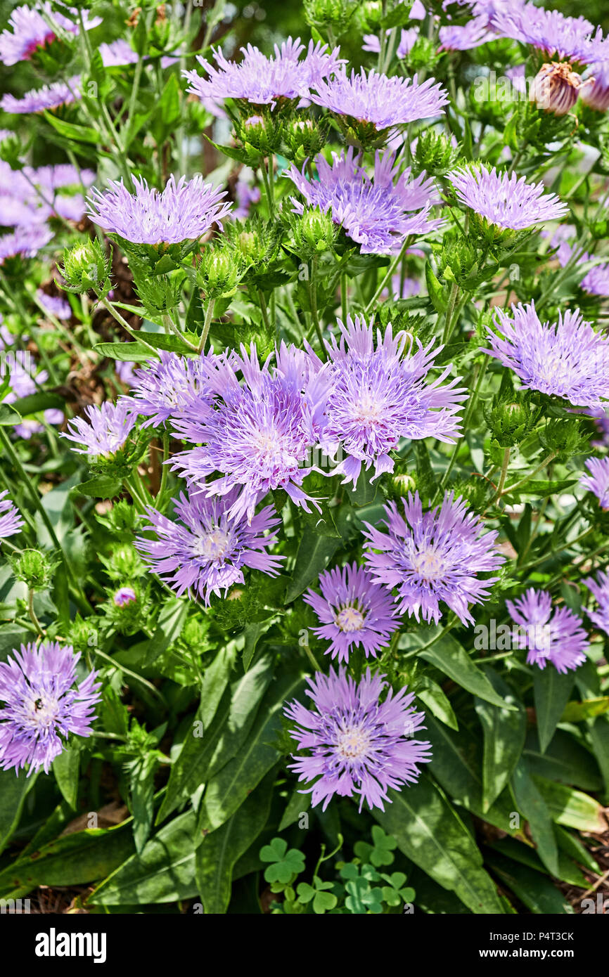 Stokesia laevis o Mells blu o Stokes Aster fiori in piena fioritura o che fiorisce in un giardino di casa. Foto Stock