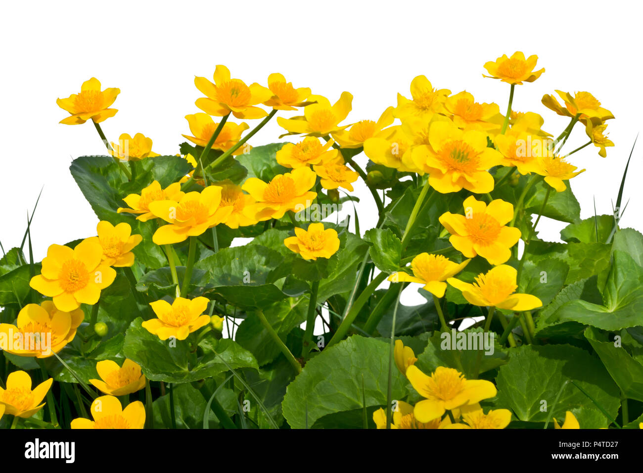 Bouquet di marsh-Le calendule su uno sfondo bianco. Foto Stock