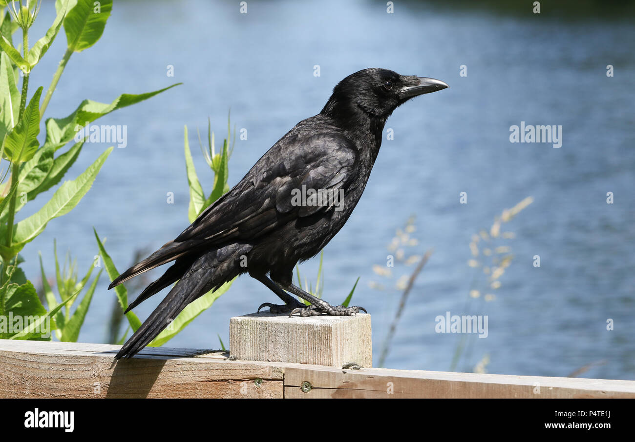 Un incredibile Carrion Crow (Corvus corone) appollaiate su una staccionata in legno con un lago in background. Foto Stock