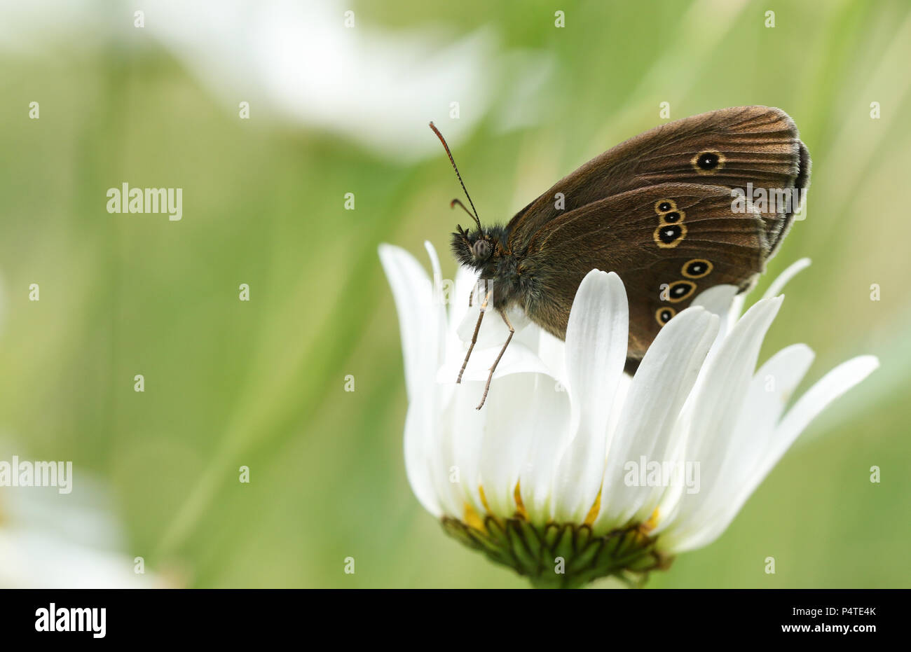 Un grazioso Ringlet Butterfly (Aphantopus hyperantus) appollaiate su un occhio di bue o cane daisy fiore (Leucanthemum vulgare). Foto Stock