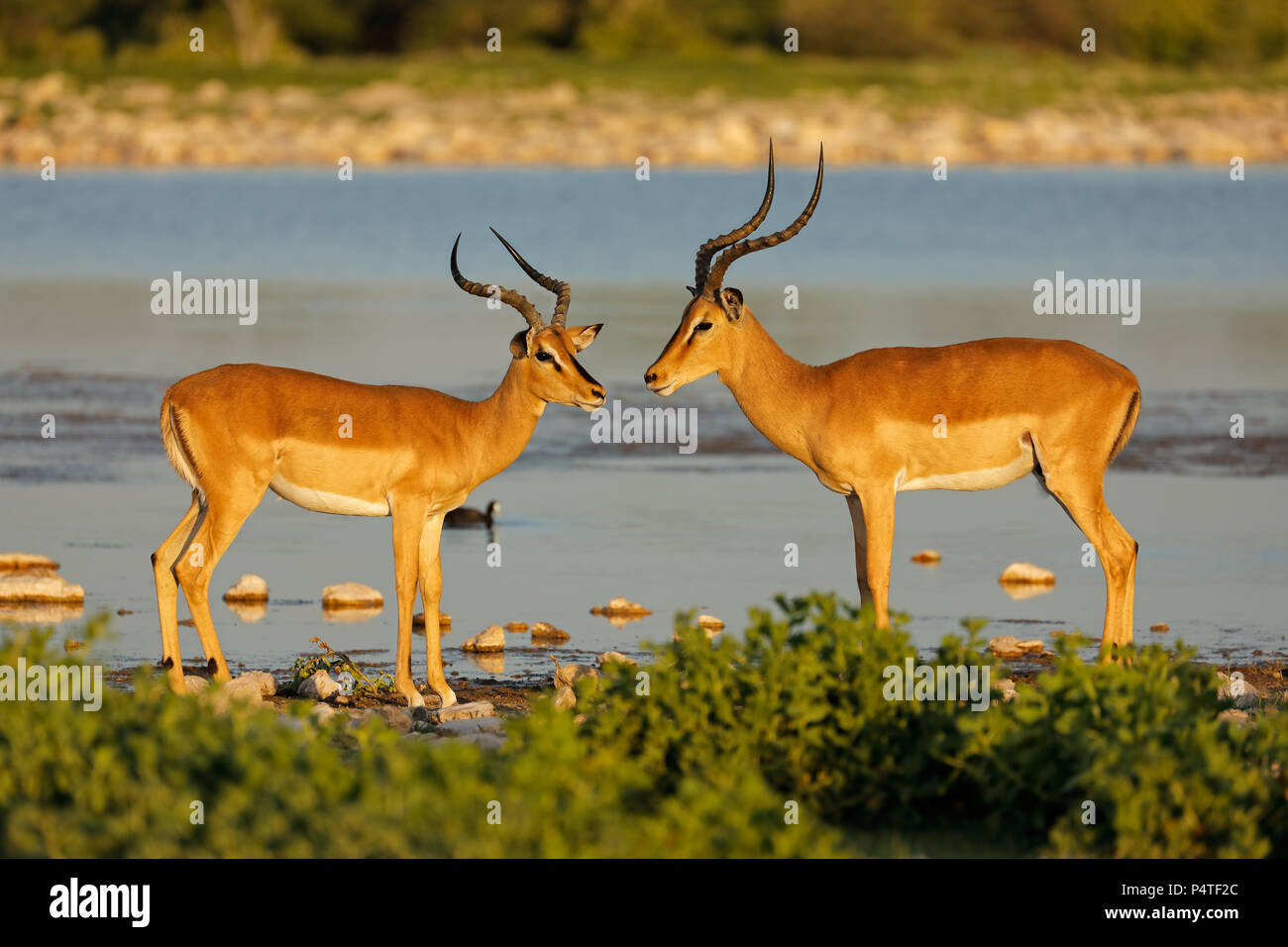 Impala antilopi (Aepyceros melampus) a Waterhole, il Parco Nazionale di Etosha, Namibia Foto Stock