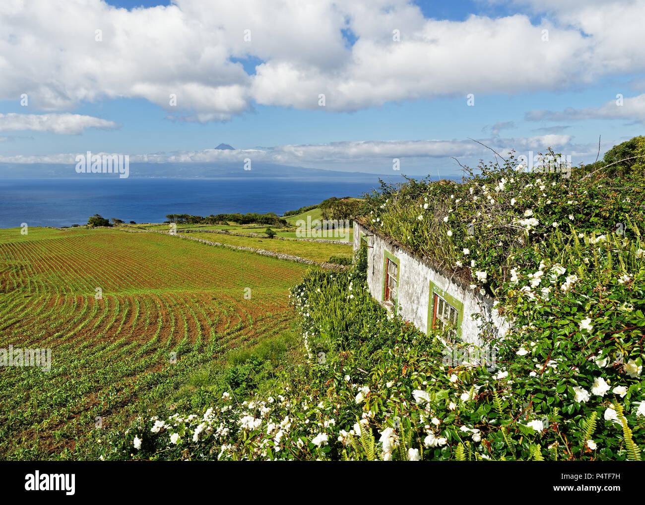 Vista dalle Azzorre isola Sao Jorge a Pico, in primo piano di una casa ricoperta con fiori, su campi e colline la vista passa per il vulcanico m Foto Stock