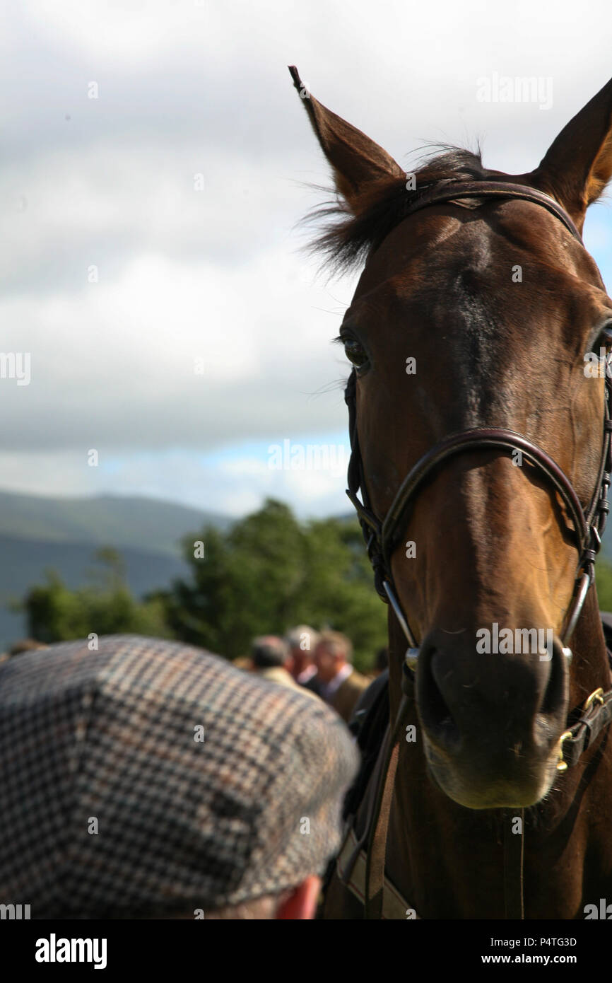 Corsa di cavalli che circolano Parade Ring, Killarney, nella contea di Kerry, Irlanda. Foto Stock