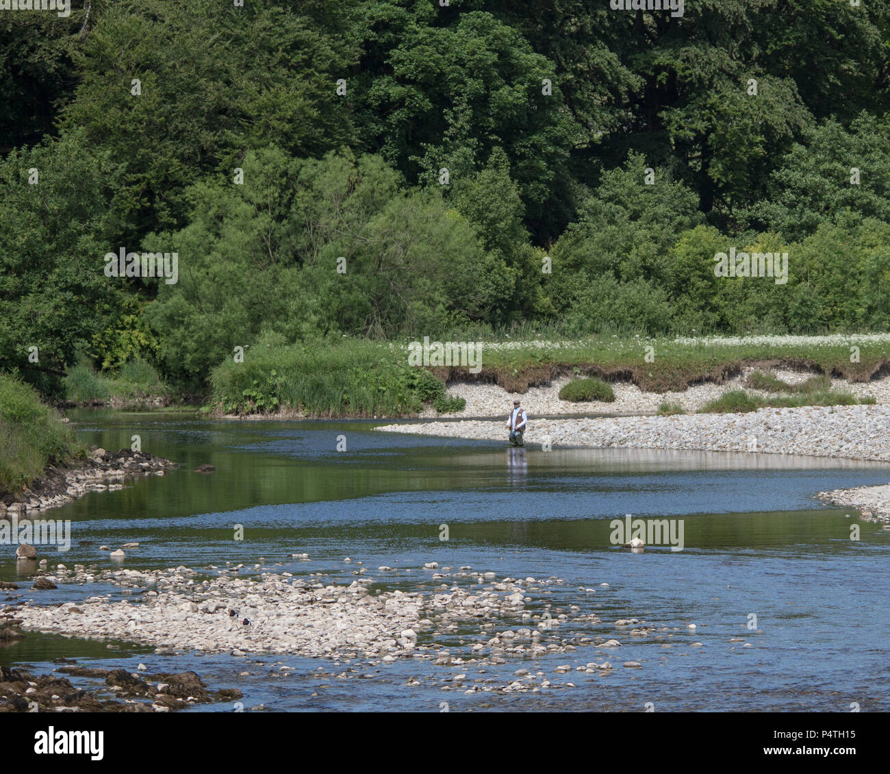 Pesca sul fiume Wharfe Foto Stock