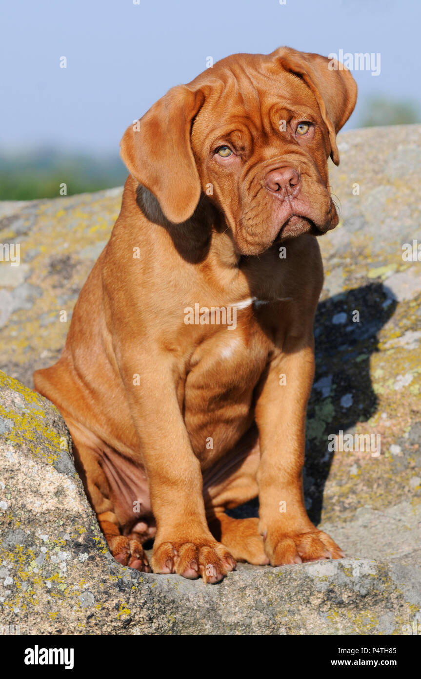 Bordeaux Alano, cucciolo, 12 settimane, fedeli guardano Foto Stock