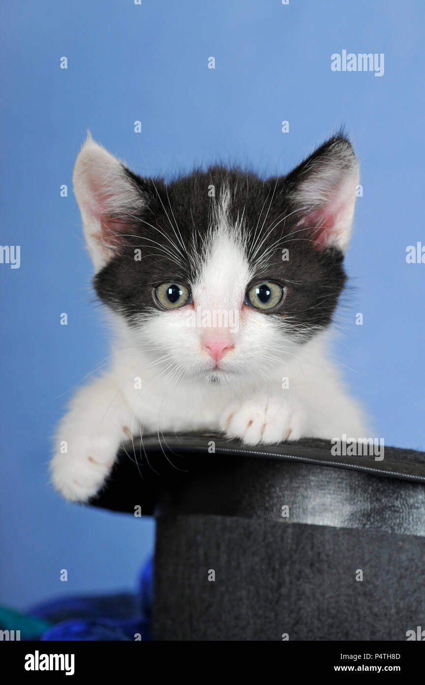 Gattino, 8 settimane, nero-bianco Foto Stock