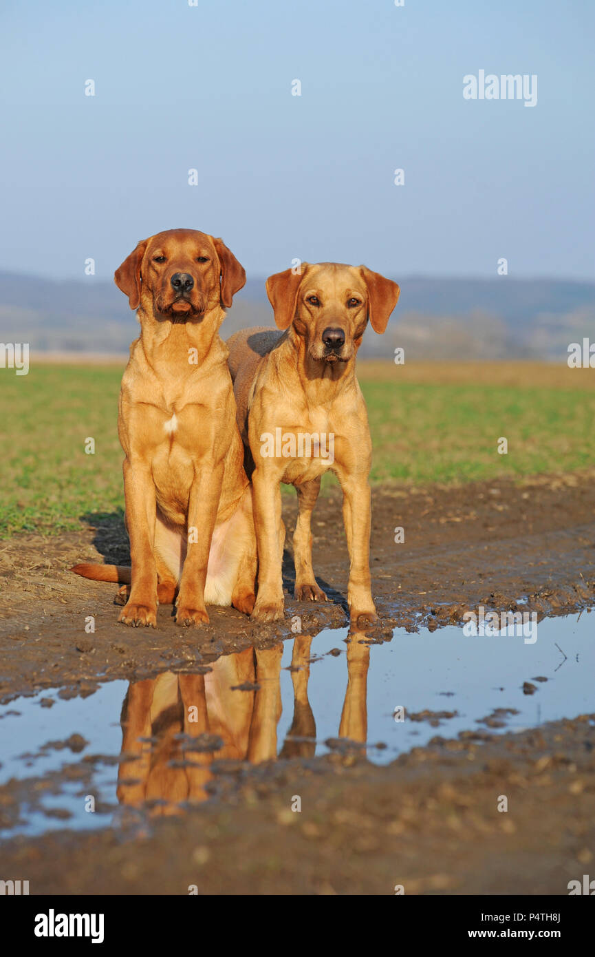 Il Labrador retriever giallo, giovane maschio e femmina Foto Stock