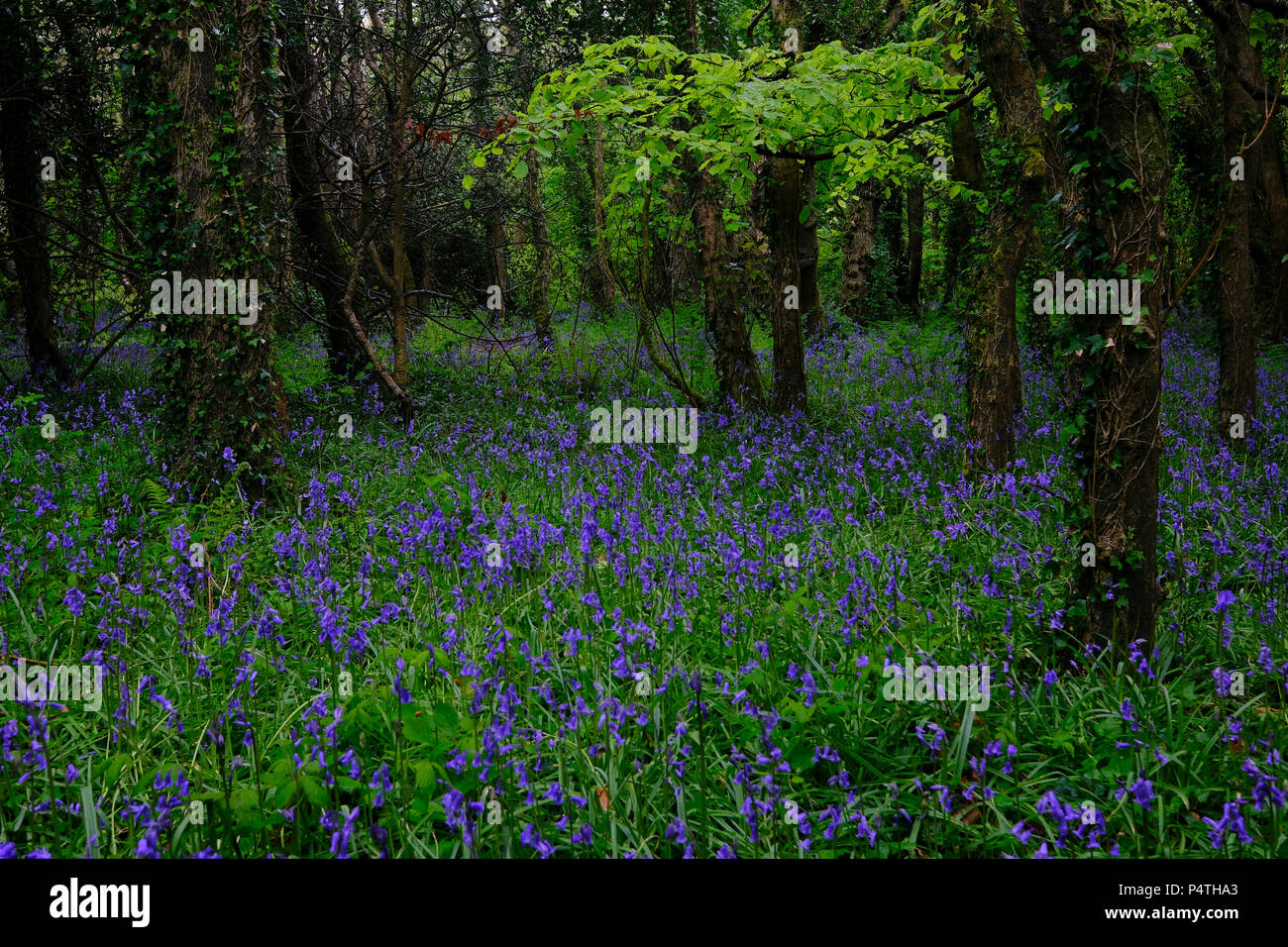 Foresta con fioritura bluebells comune (Hyacinthoides non scripta), Cornwall, Inghilterra, Gran Bretagna Foto Stock