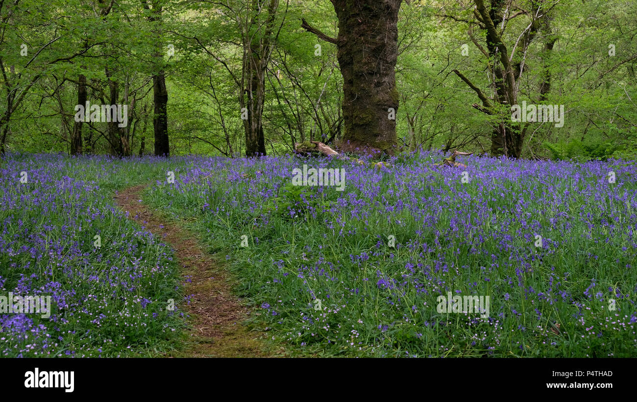 Percorso attraverso la fioritura bluebells comune (Hyacinthoides non scripta) nella foresta, Cornwall, Inghilterra, Gran Bretagna Foto Stock