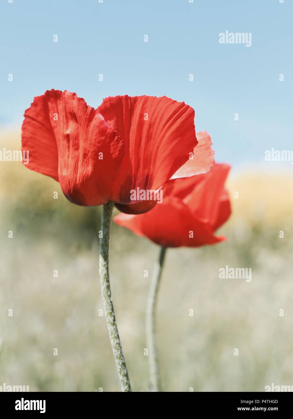 Io sono solo in amore con fiori di papavero e ho scattato questa foto sul primo giorno di estate in Stoccolma Nacka. La Svezia ,Giugno, 2018. Foto Stock