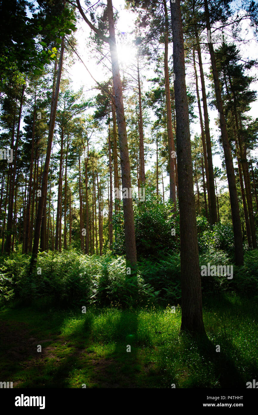 Immagine del paesaggio di boschi/foreste con raggi di sole che splende attraverso e ricco di sfumature di colore verde presi in Sandringham boschi nel Regno Unito Foto Stock
