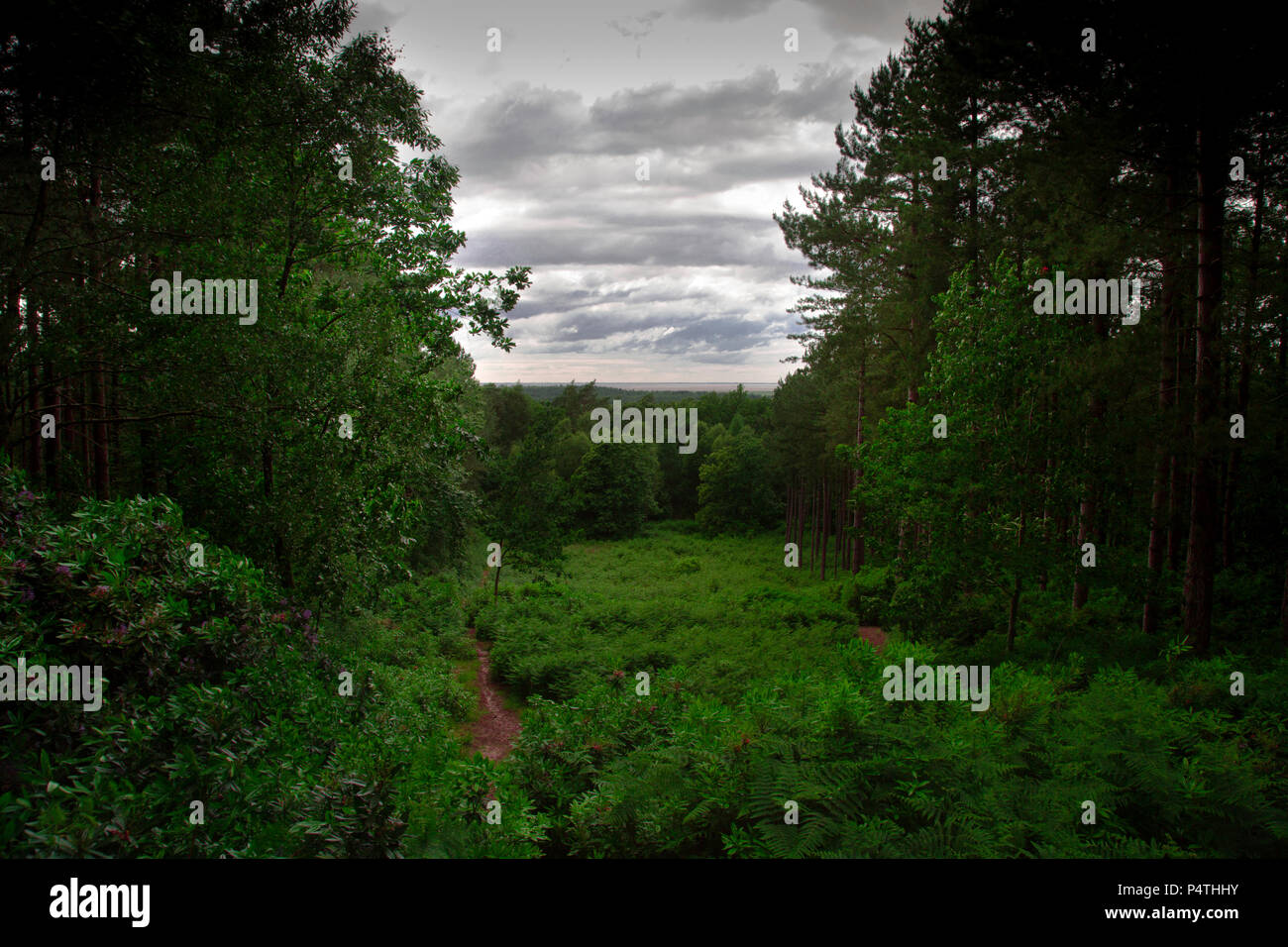 Immagine del paesaggio di boschi/foreste con moody Cielo e nubi grigie e ricco di sfumature di colore verde presi in Sandringham boschi nel Regno Unito Foto Stock