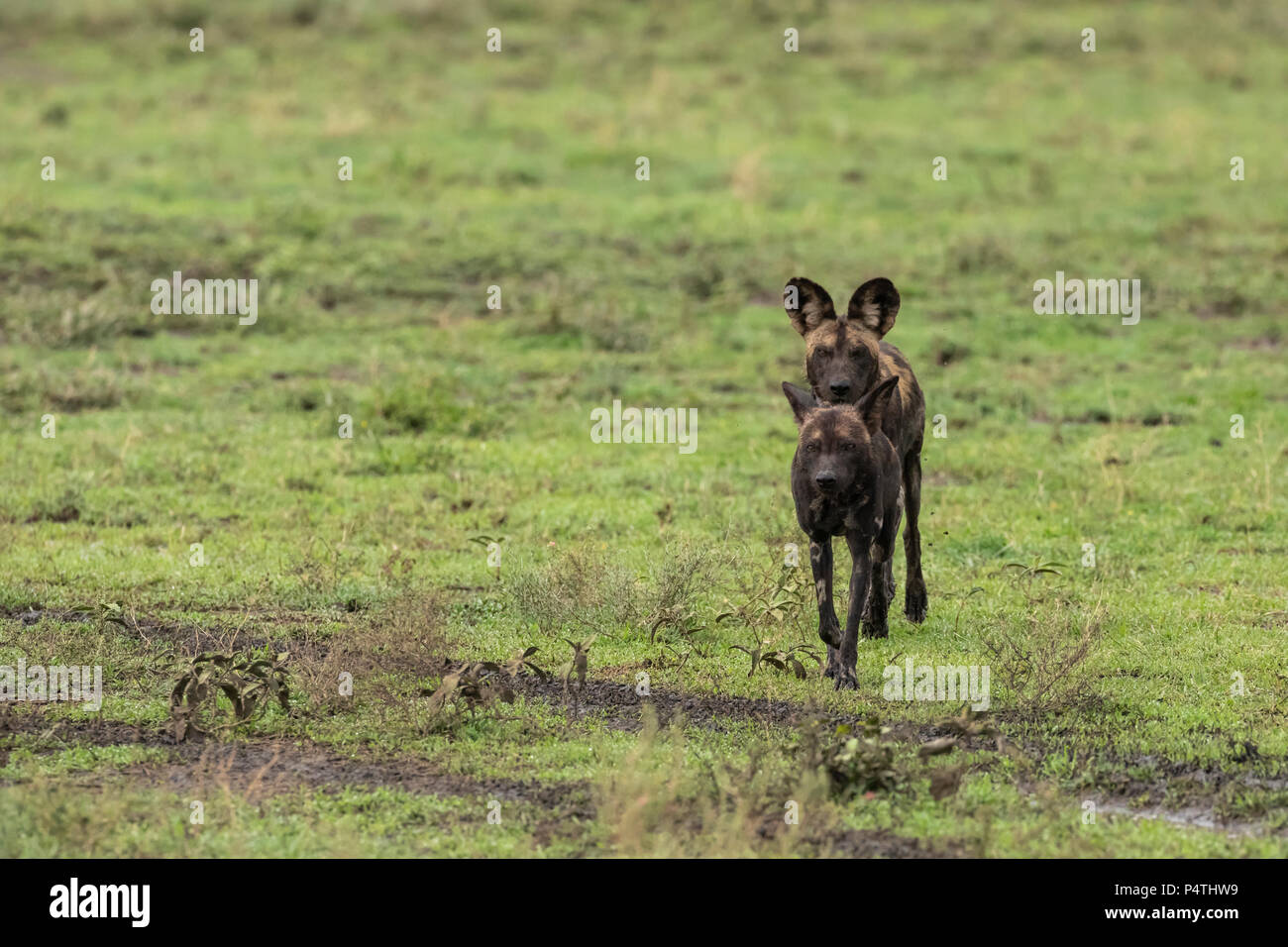 African Wild Dog (Lycaon pictus) maschio e femmina in esecuzione sulla savana nel Parco Nazionale del Serengeti, Tanzania Foto Stock