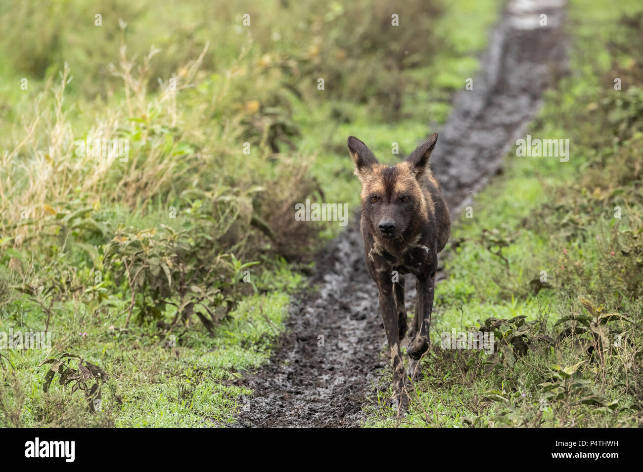 African Wild Dog (Lycaon pictus) in esecuzione su Savannah nel Parco Nazionale del Serengeti, Tanzania Foto Stock