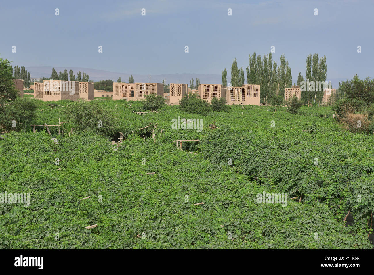 Uva di capanne di essiccazione noti come chunche, Turpan, Xinjiang, Cina Foto Stock