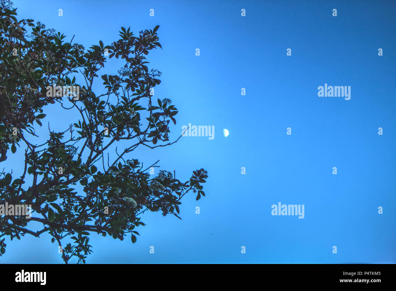 Una fotografia di un ramo di un albero cercando fino a una giovane luna in prima serata su un cielo blu chiaro. Foto Stock